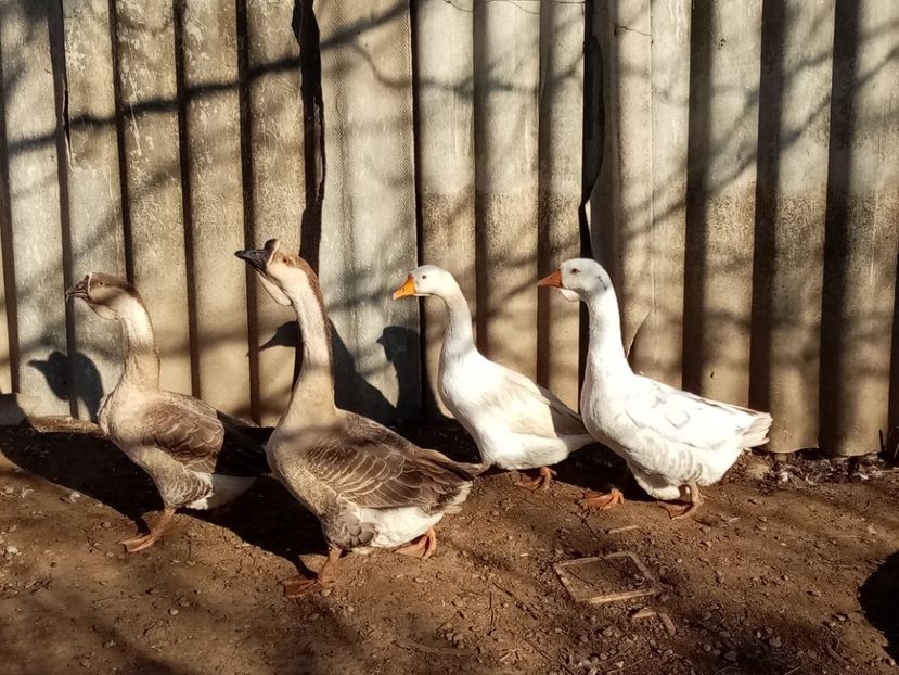  - Gâște