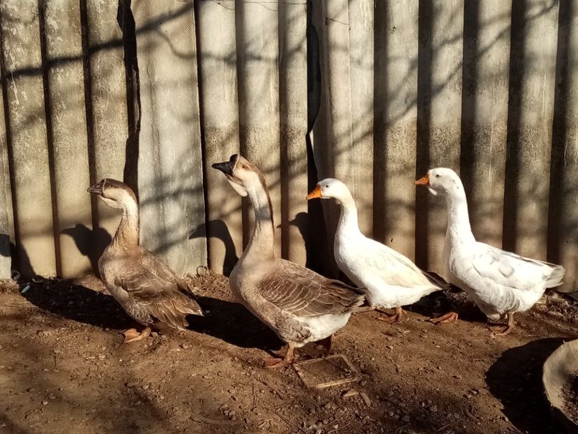  - Gâște