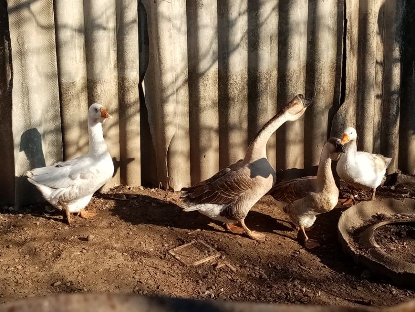  - Gâște