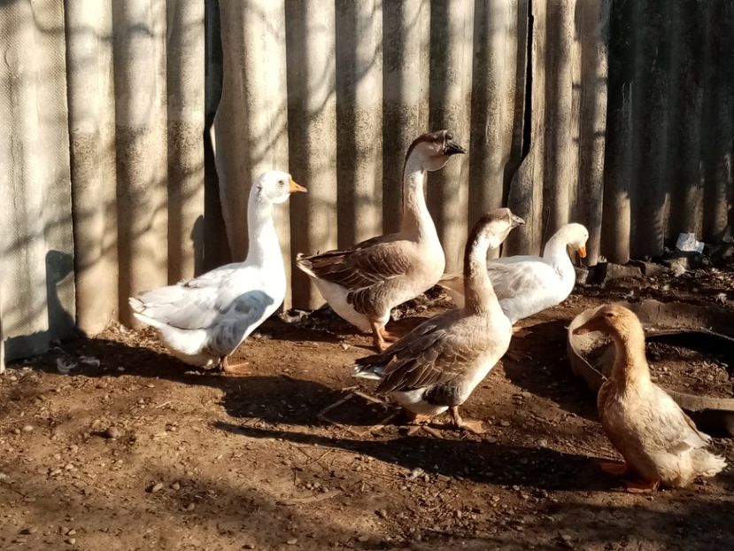  - Gâște