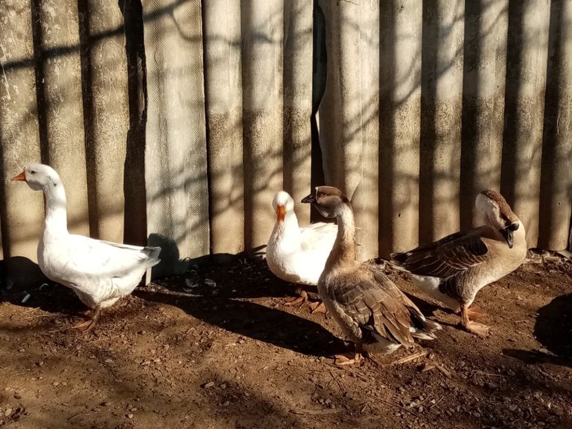  - Gâște