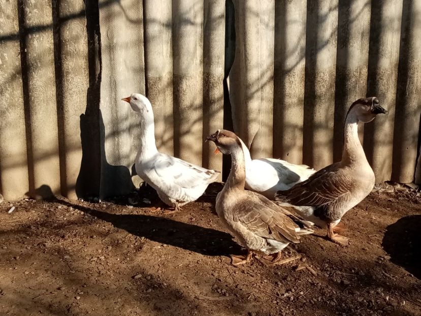  - Gâște