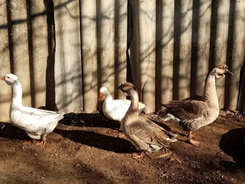  - Gâște