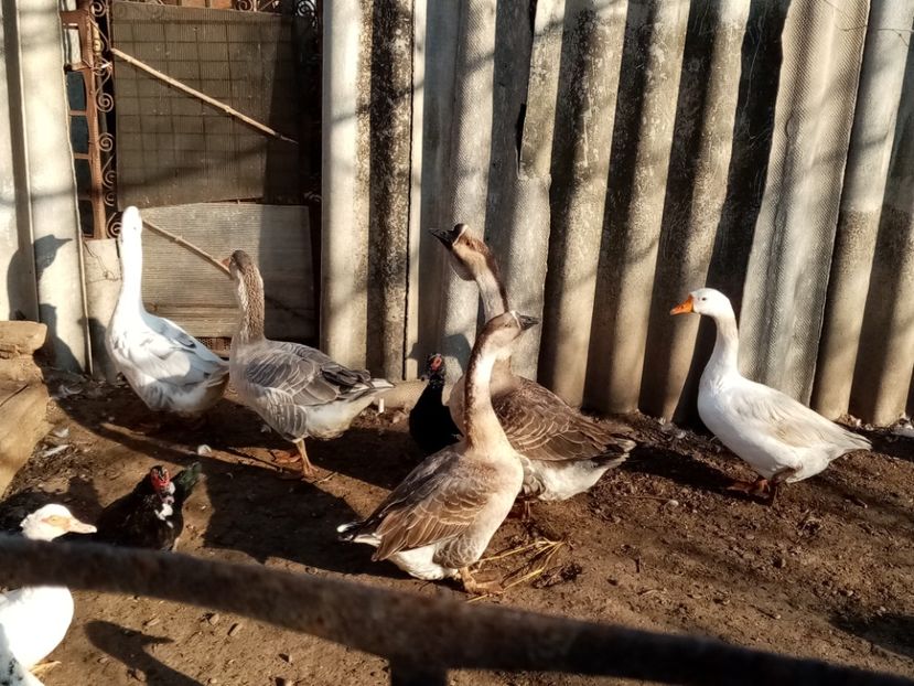  - Gâște