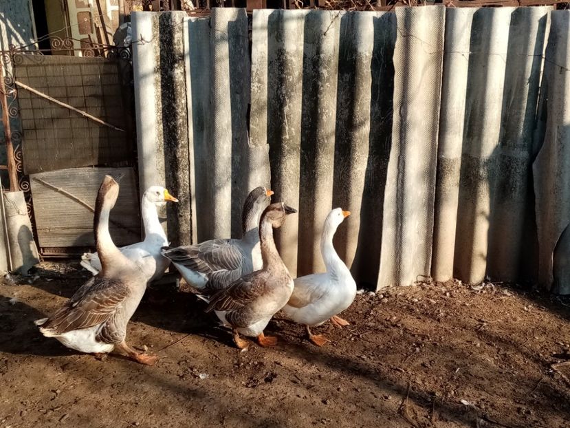  - Gâște