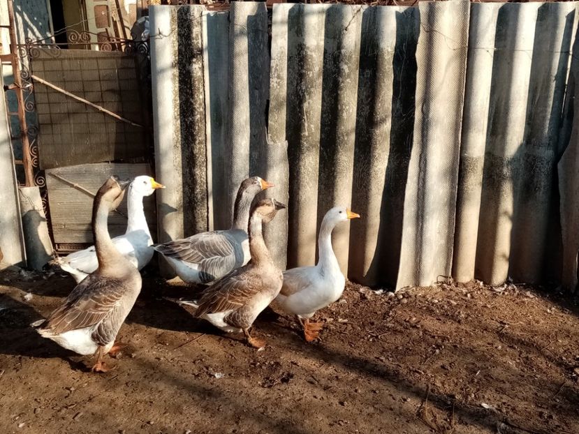  - Gâște