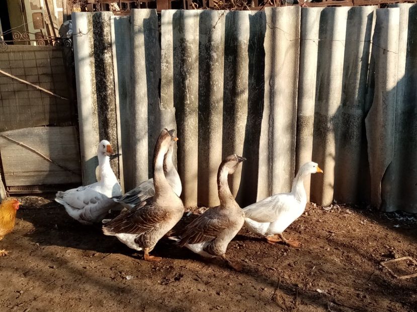  - Gâște