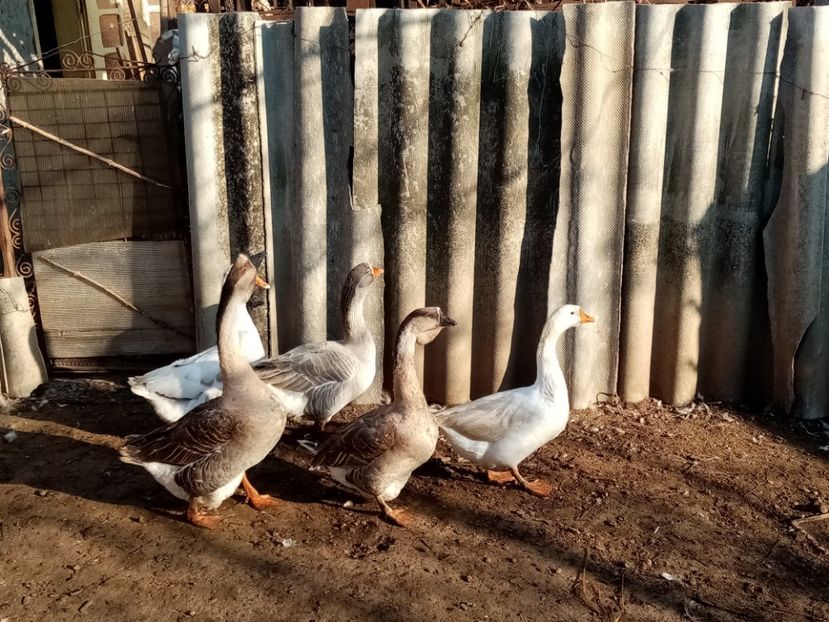  - Gâște