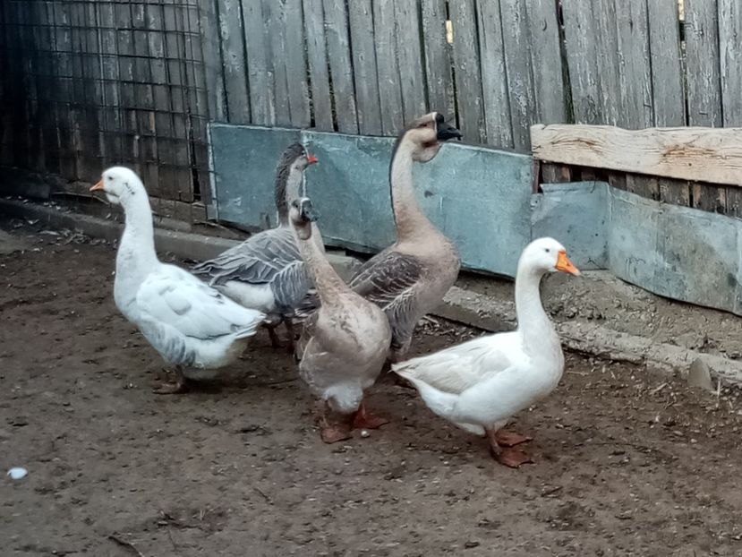  - Gâște