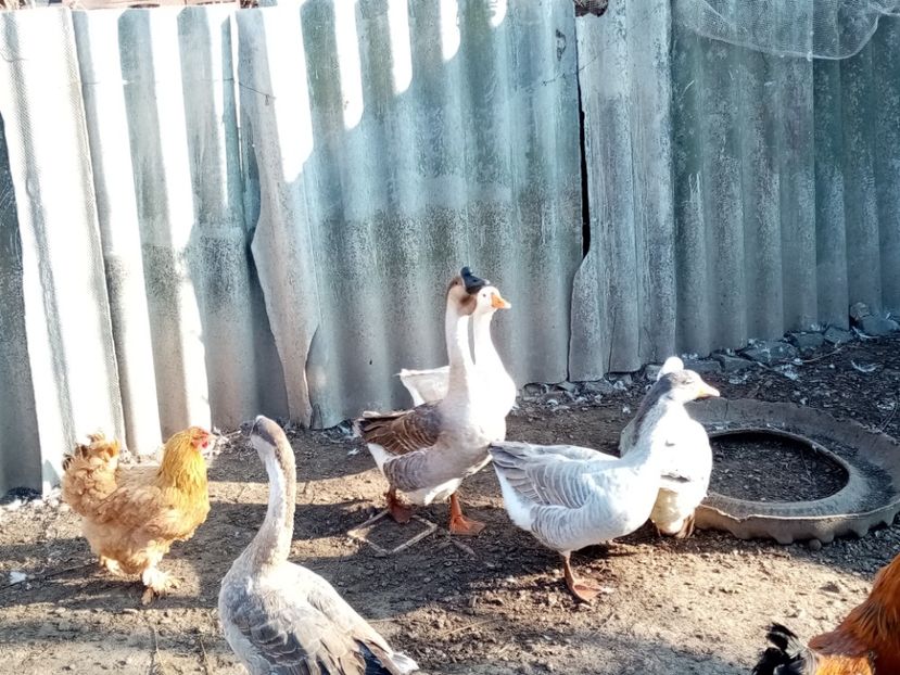  - Gâște