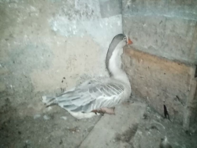  - Gâște