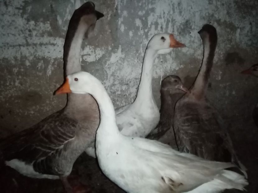  - Gâște
