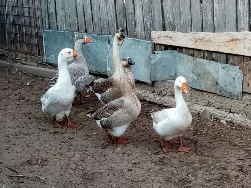  - Gâște