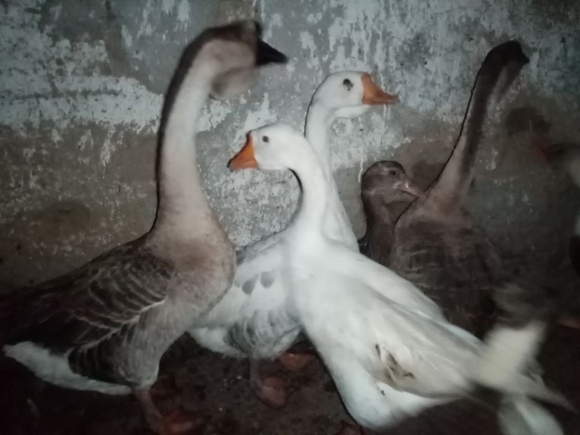  - Gâște