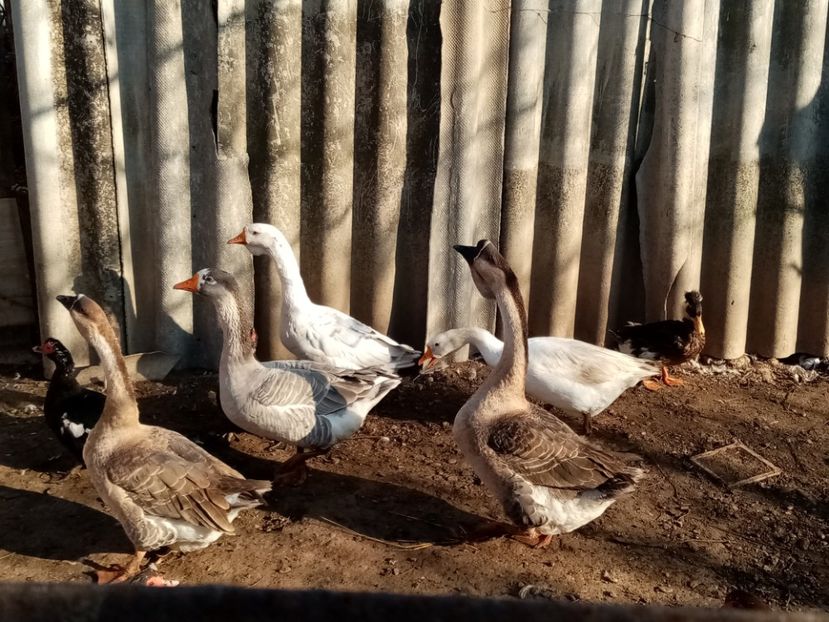  - Gâște