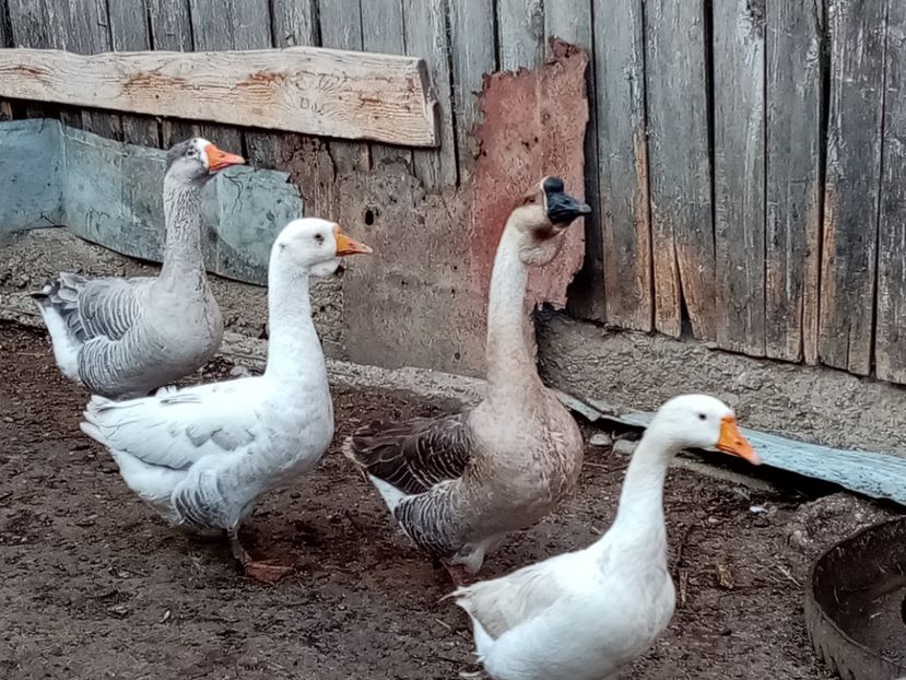  - Gâște