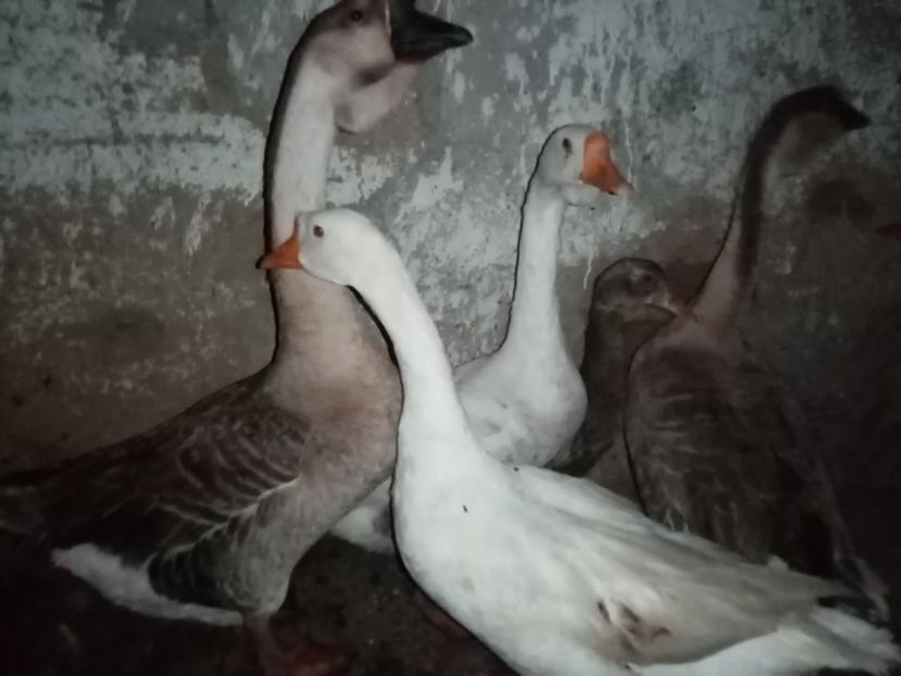 - Gâște