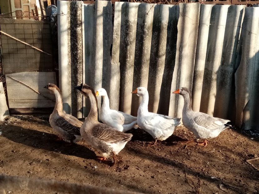  - Gâște