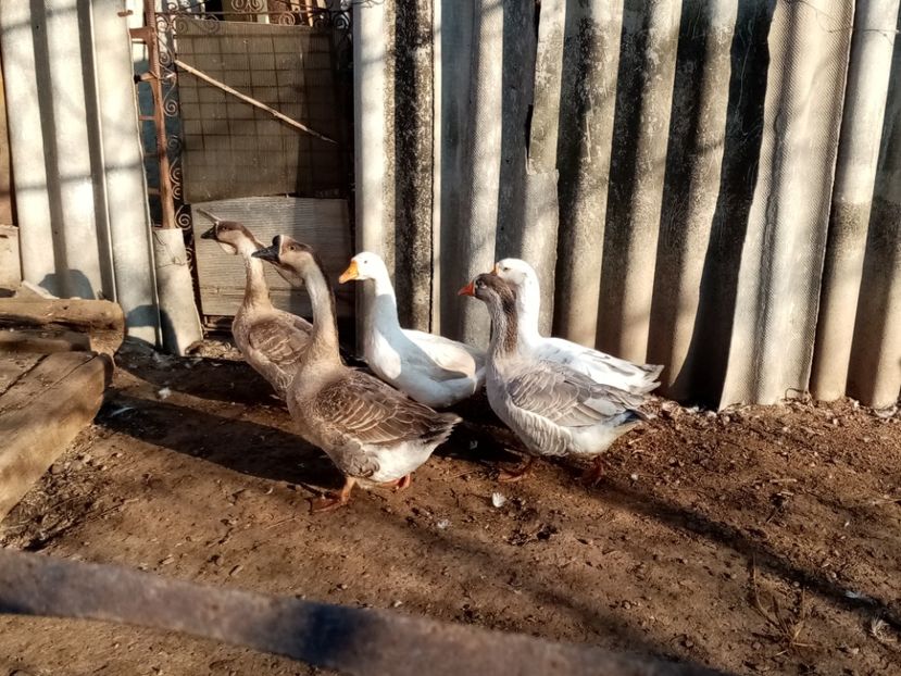  - Gâște