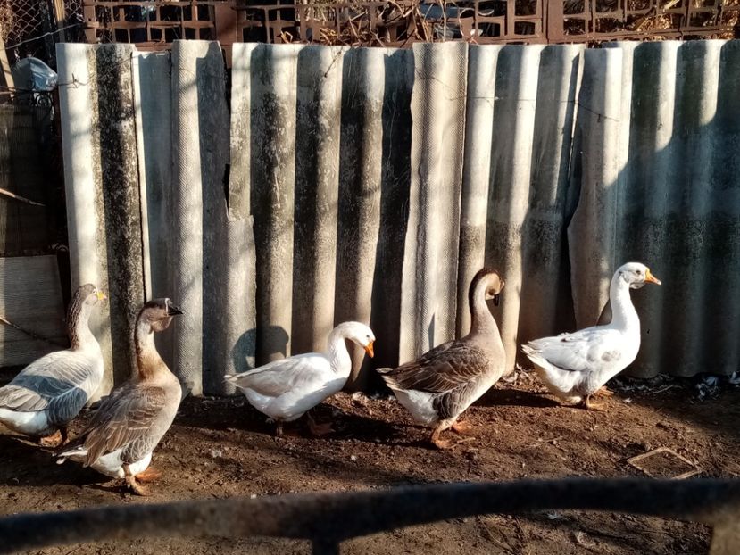  - Gâște