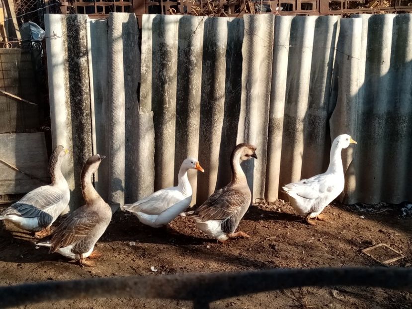 - Gâște