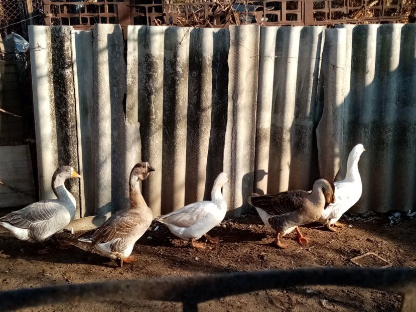  - Gâște