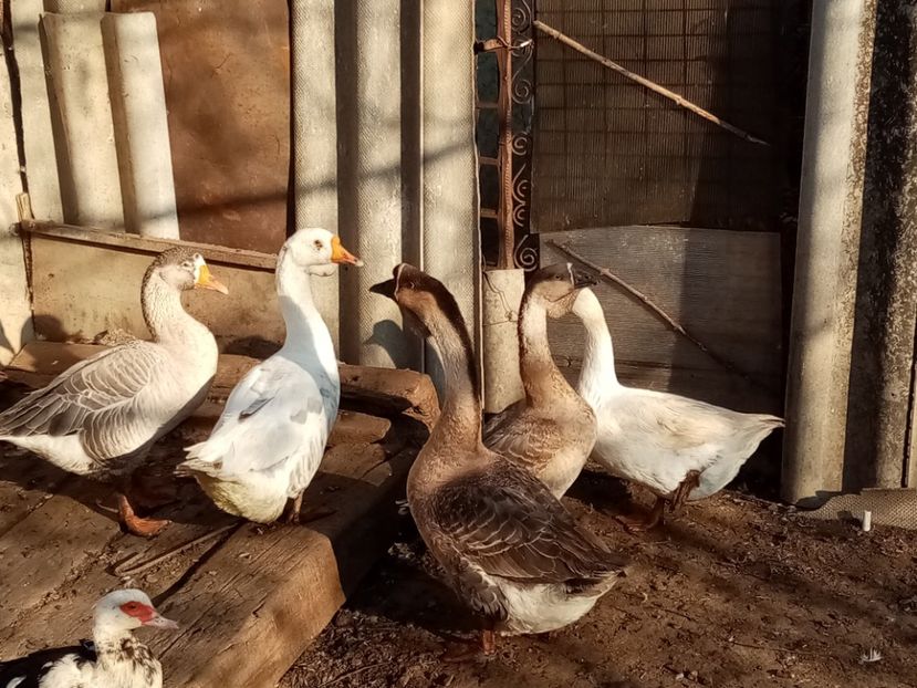  - Gâște