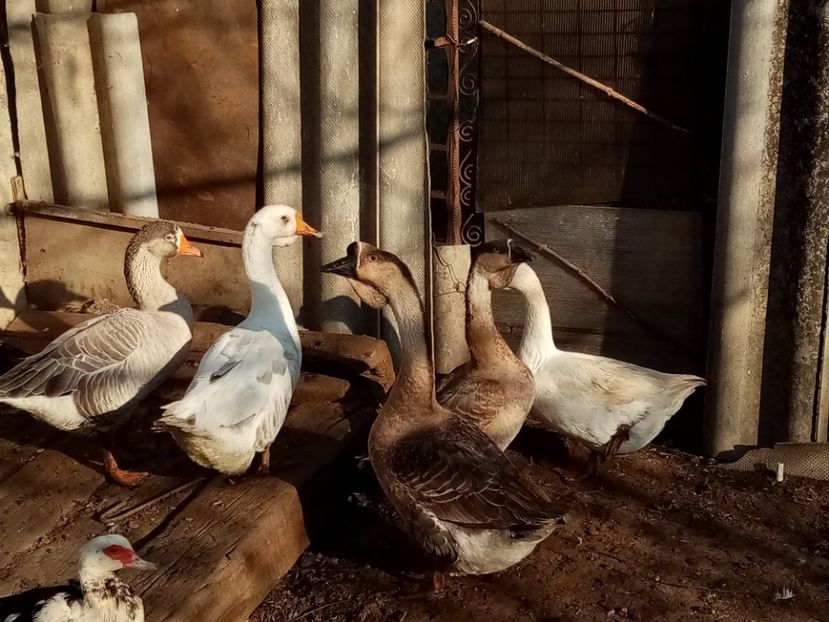  - Gâște