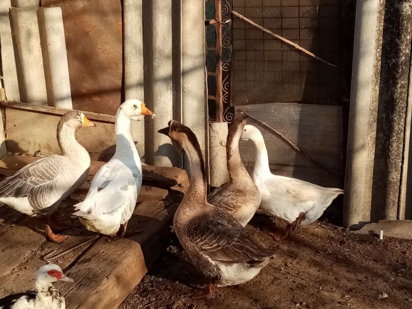  - Gâște