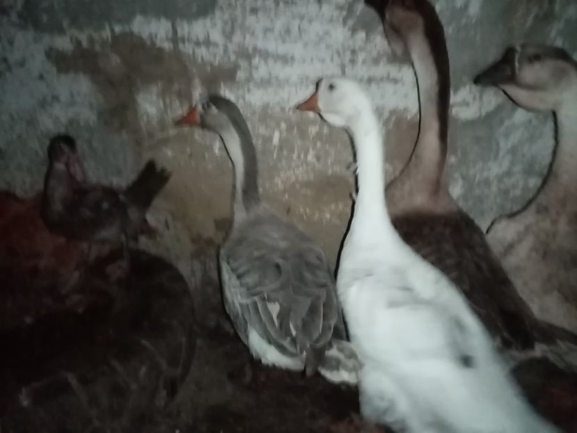  - Gâște