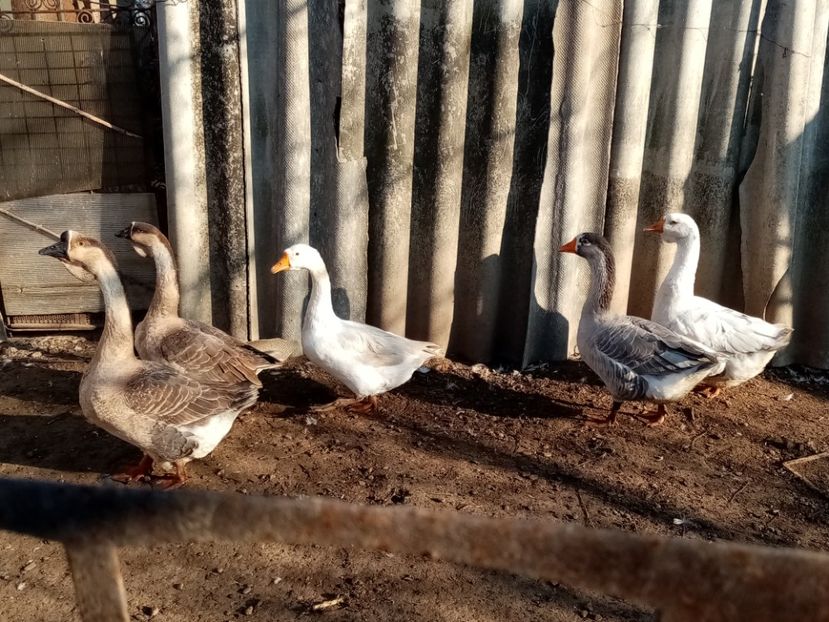  - Gâște