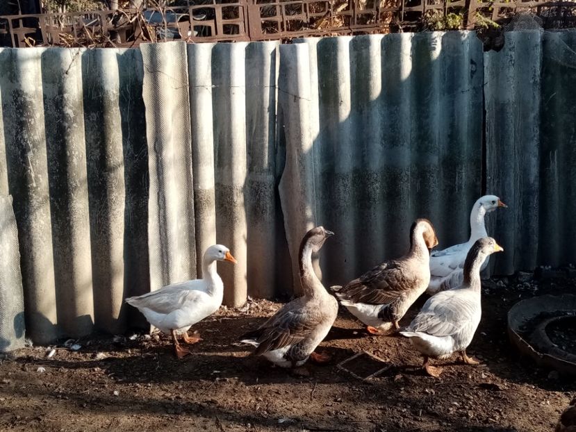 - Gâște