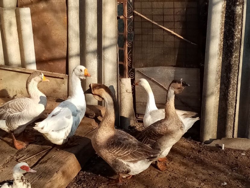  - Gâște