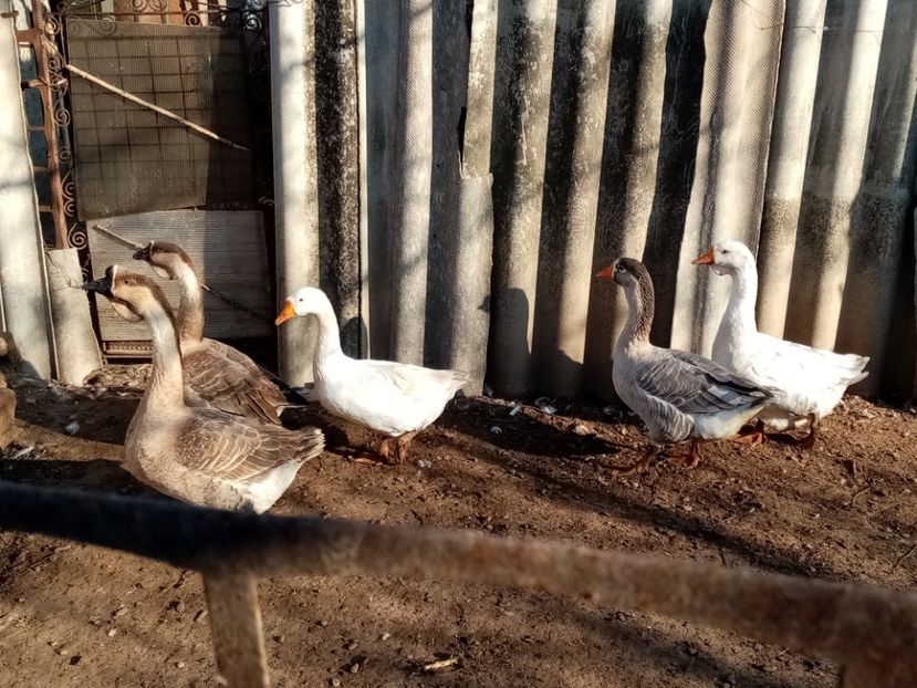  - Gâște