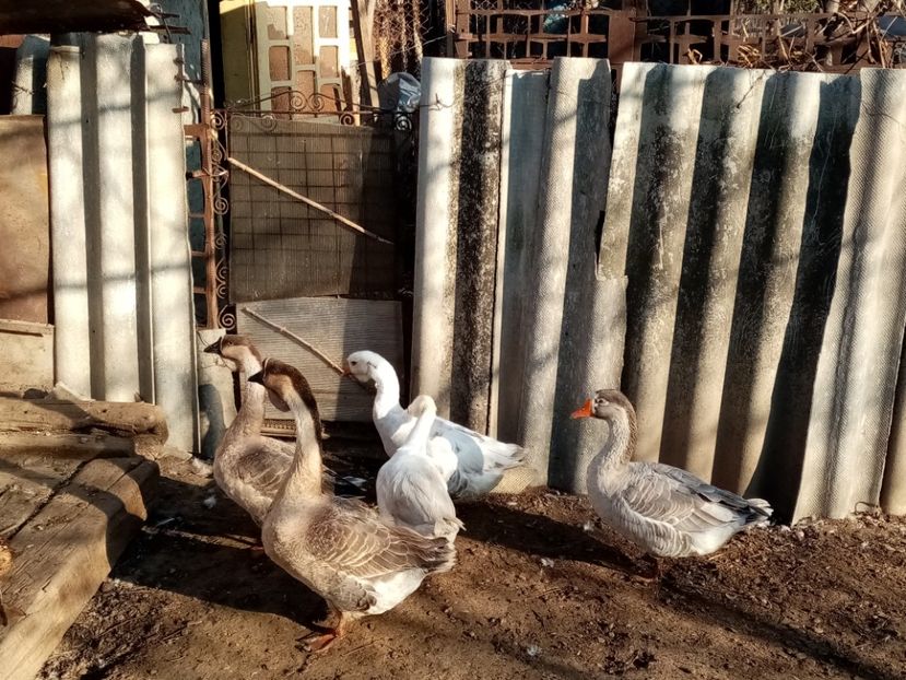  - Gâște