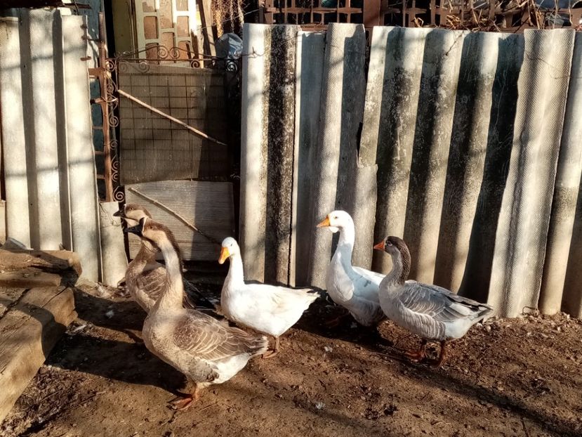  - Gâște