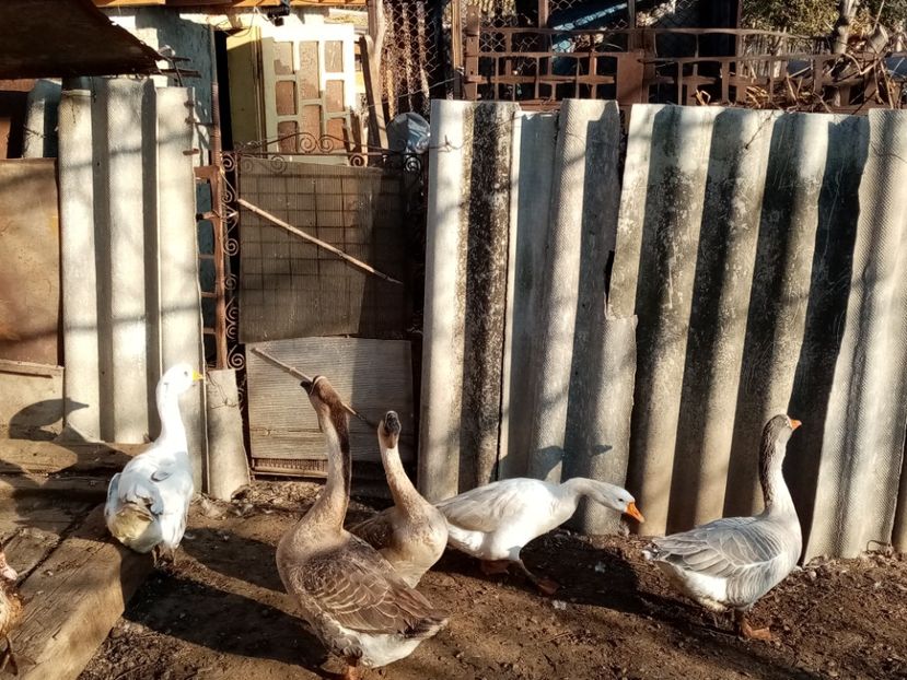  - Gâște