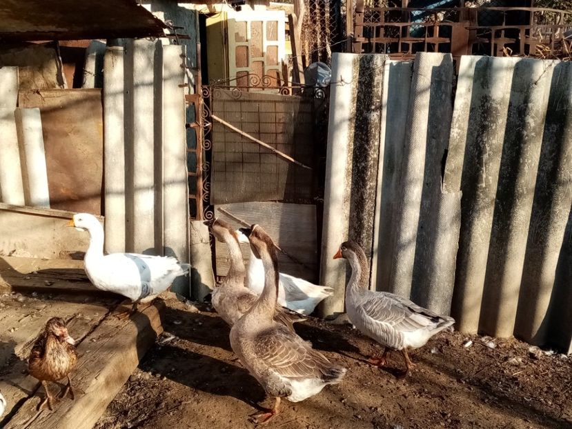 - Gâște