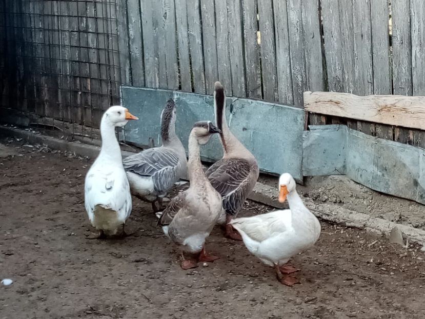  - Gâște