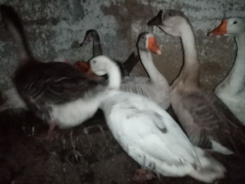  - Gâște