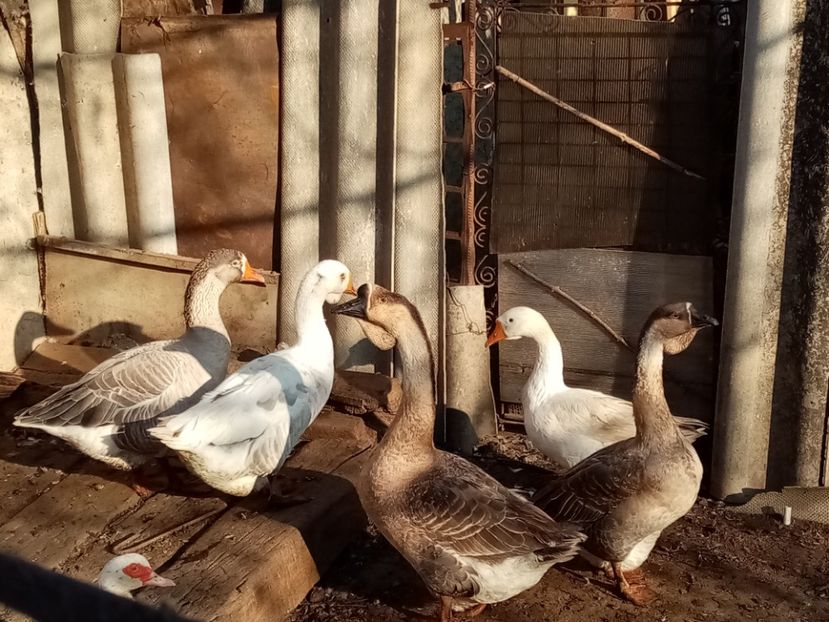  - Gâște