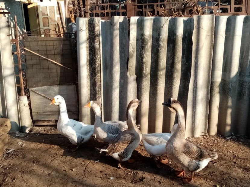  - Gâște