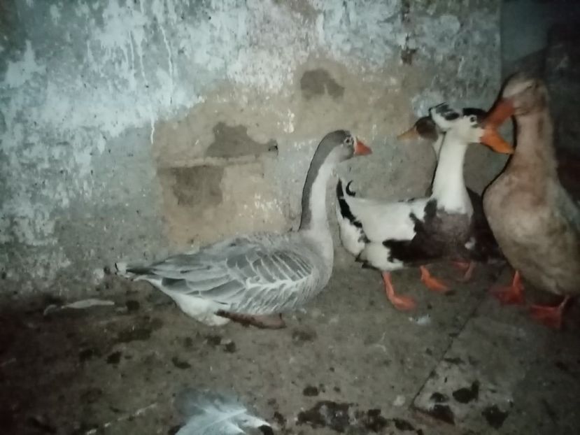  - Gâște