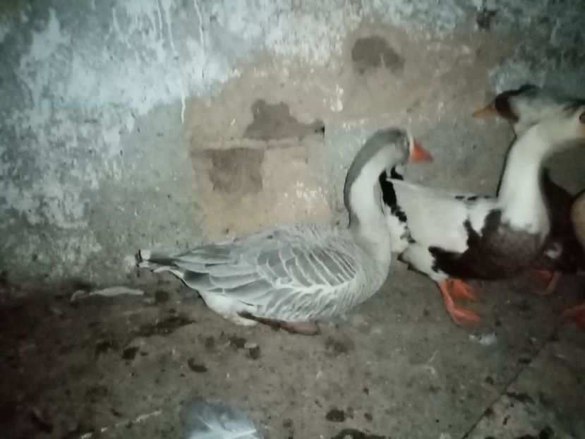  - Gâște