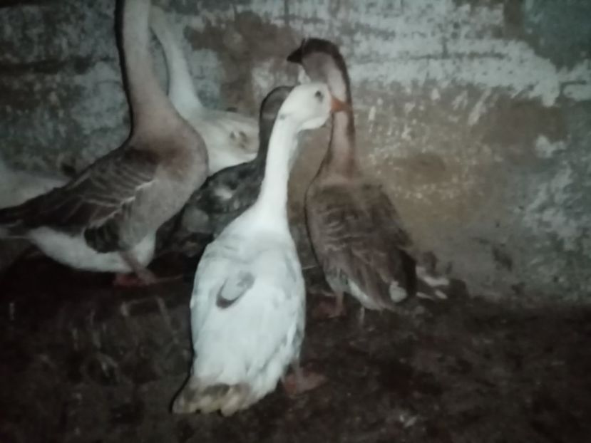 - Gâște