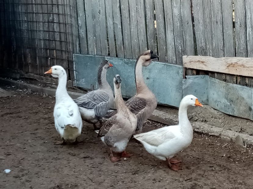  - Gâște
