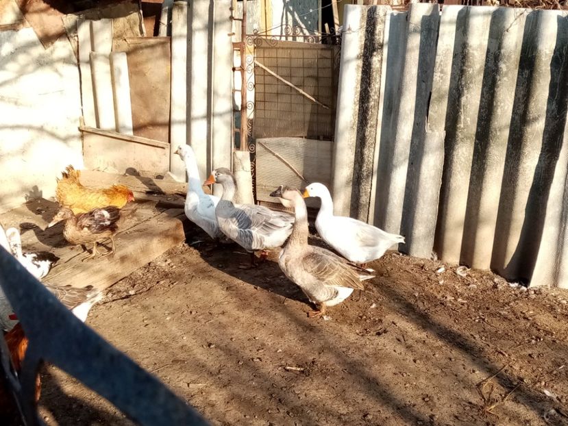  - Gâște