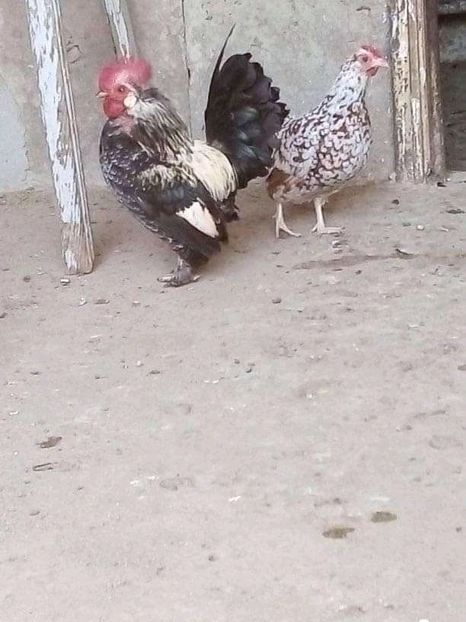  - Matca de găini pitice 2020