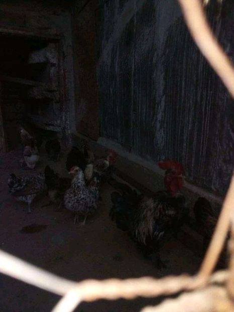  - Matca de găini pitice 2020