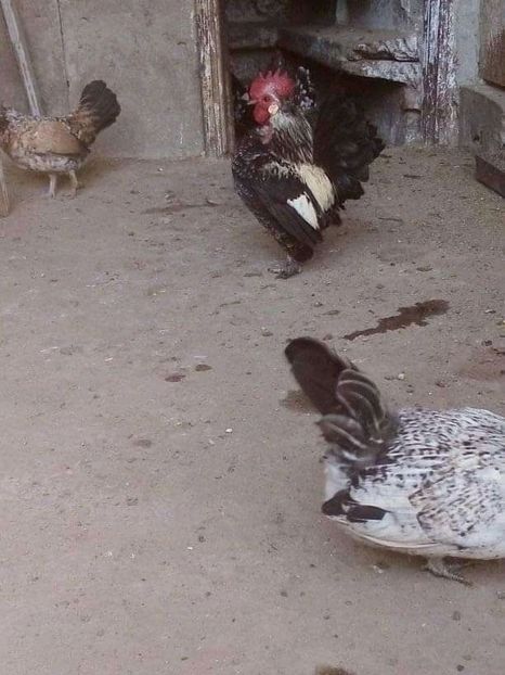  - Matca de găini pitice 2020